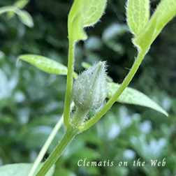 Clematis photograph