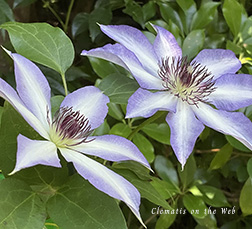 Clematis photograph