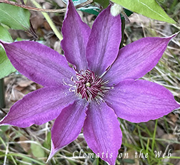 Clematis photograph