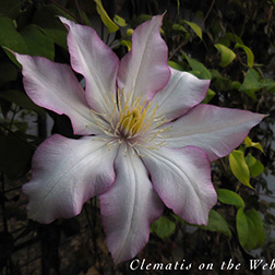 Clematis photograph