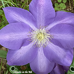 Clematis photograph