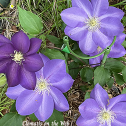 Clematis photograph