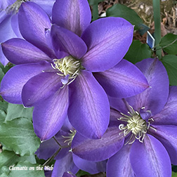 Clematis photograph