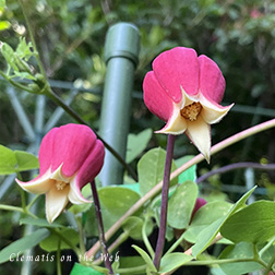 Clematis photograph