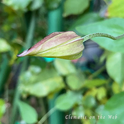 Clematis photograph