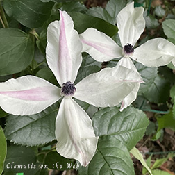 Clematis photograph