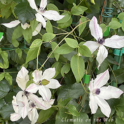 Clematis photograph