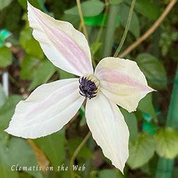Clematis photograph
