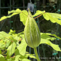 Clematis photograph