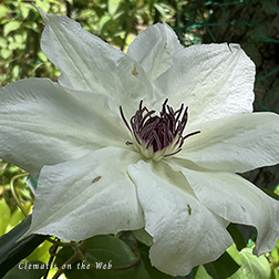 Clematis photograph