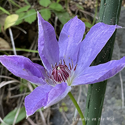 Clematis photograph