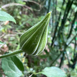 Clematis photograph