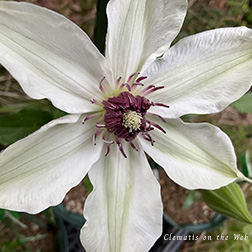 Clematis photograph
