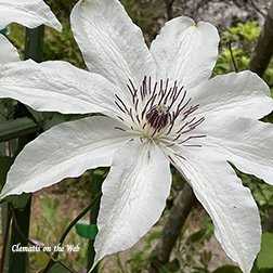 Clematis photograph