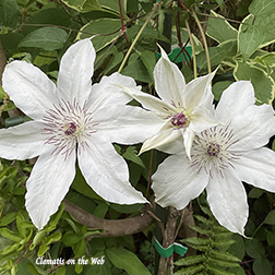 Clematis photograph