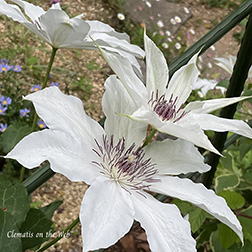 Clematis photograph