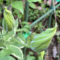 Clematis photograph