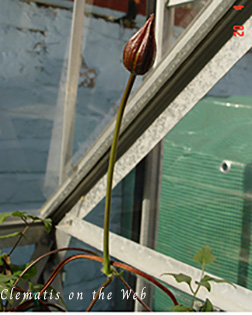 Clematis photograph