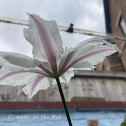 Clematis photograph