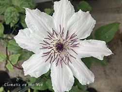 Clematis photograph