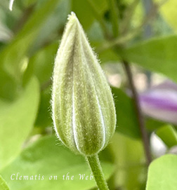 Clematis photograph