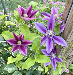 Clematis photograph