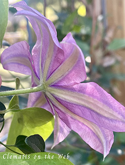 Clematis photograph