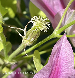 Clematis photograph