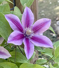 Clematis photograph