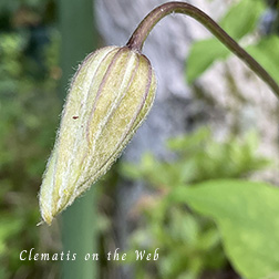 Clematis photograph