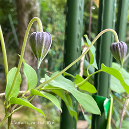 Clematis photograph