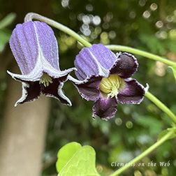 Clematis photograph