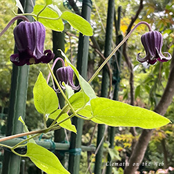 Clematis photograph