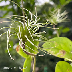 Clematis photograph