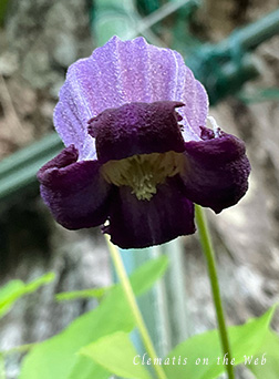 Clematis photograph