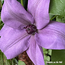 Clematis photograph