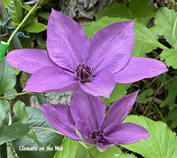 Clematis photograph