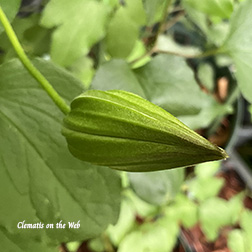 Clematis photograph