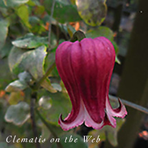 Clematis photograph
