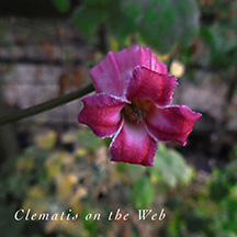 Clematis photograph
