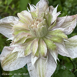 Clematis photograph