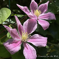 Clematis photograph