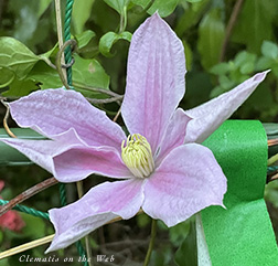 Clematis photograph