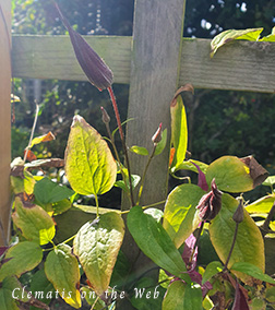 Clematis photograph