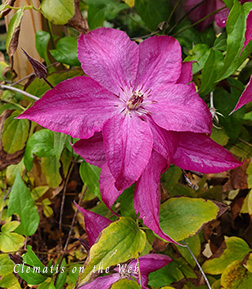 Clematis photograph