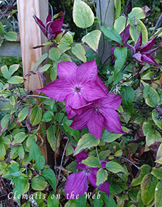 Clematis photograph