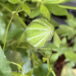 Clematis photograph