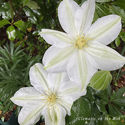 Clematis photograph