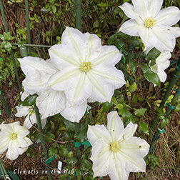 Clematis photograph