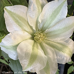 Clematis photograph